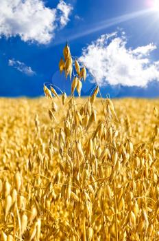 Golden stalk of oats on the background field, blue sky, white clouds and sun