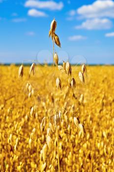 Golden stalk of oats on the background fields, clouds and blue sky
