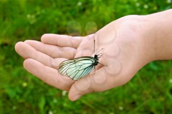 White butterfly with black stripes and folded wings to children's hands on a background of green grass