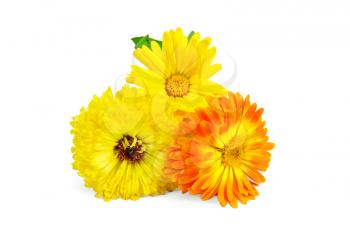 Two yellow and one orange calendula with green leaves isolated on white background