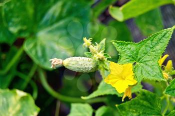 Flagellum with little green cucumbers and yellow flower on a background of green leaves and stems