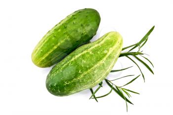 Two green cucumber, tarragon isolated on a white background