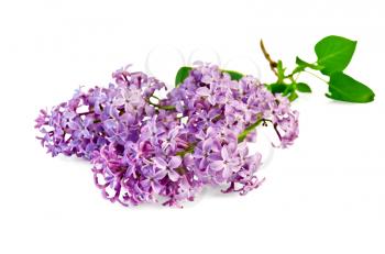 Branch of lilac flowers with green leaves isolated on white background