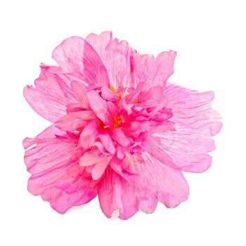Pink mallow flower isolated on white background