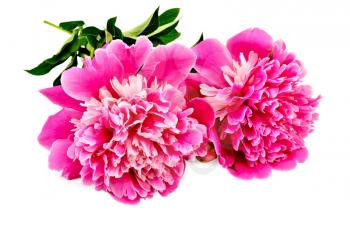 Two pink peony with green leaves isolated on white background