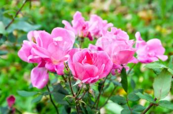 Bush with pink roses on a background of green leaves and grass