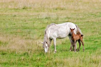 White horse with his bay colt grazing in a meadow