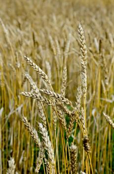 Spikelets of wheat against the background of a golden wheat field