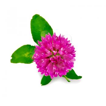 One flower of pink clover with green leaves isolated on white background