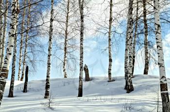 Birch trees in a forest against the background of snow, blue sky and white clouds