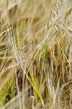 Ripe rye ears against the yellow field