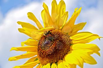 Sunflower with a bumblebee on a background of blue sky and white clouds