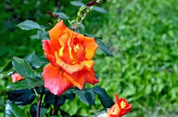 Blooming orange rose on a background of green grass on the lawn