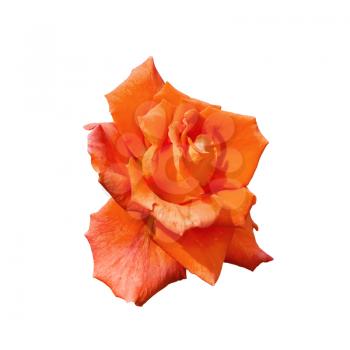 One orange rose isolated on white background