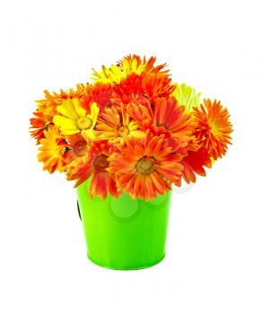 Bouquet of calendula flowers in a small green bucket isolated on white background