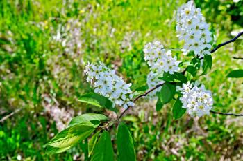 Blossoming twig bird cherry on a background of green grass