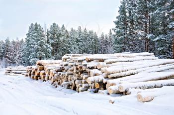 Stack of wood in the winter on a background of trees, snow, sky
