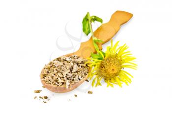 Wooden spoon with dry elecampane root, yellow flower elecampane isolated on white background