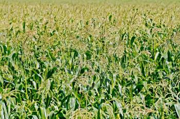 Corn on cornfield on a sunny day