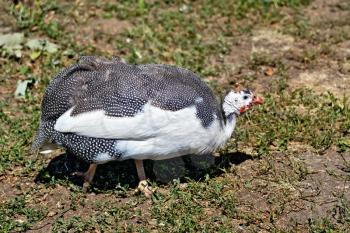 Chicken guinea fowl on a background of green grass and earth