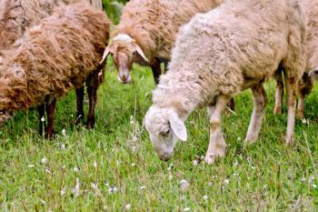 A herd of brown and white sheep graze on green grass on meadow