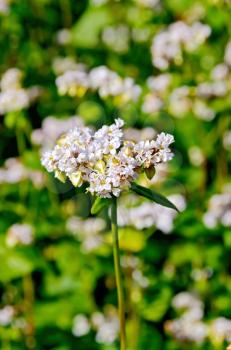 White flowers of buckwheat on the background of green leaves on the buckwheat field