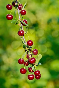 Branch with red cherry on a background of green foliage and grass