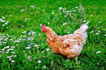 Brown chicken on a background of green grass and flowers