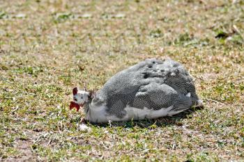 Chicken guinea fowl sitting on green grass and earth