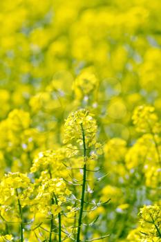 Blooming yellow flowers colza on a background of yellow rapeseed field
