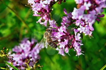 Hard-working bee collects nectar from pink flower on the background of oregano flowers and green leaves