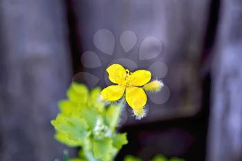 Yellow celandine flower with green leaves in the background of the old wooden boards