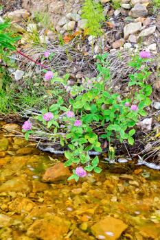 Clover pink on the shore of the river against the background of rocks and water