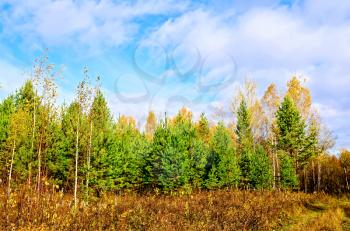 Autumn forest with yellow grass, green pine trees and trees with yellow leaves against the blue sky and white clouds