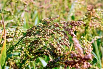 Maturing millet broom ears in the field