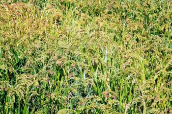 Maturing broom millet spikes in the field against a background of green leaves and grass