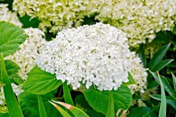 Fluffy white hydrangea flowers on a background of green leaves