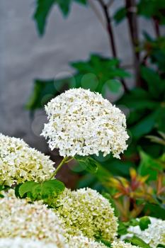 Inflorescence of white hydrangea on a background of leaves and gray wall