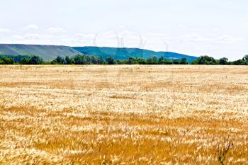 Golden rye field on a background of hills, trees and sky
