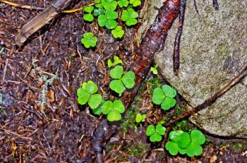Oxalis leaves green background on earth, twigs, moss and stones