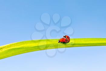 Two ladybugs during reproduction on a green leaf against a blue sky
