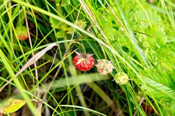 Wild ripe strawberries on the background of green grass