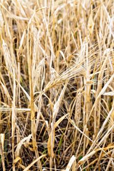 Ripe spikelets of barley on a yellow field