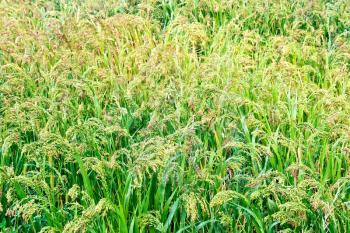 Ripening millet spikelets of millet on the background of green leaves and grass
