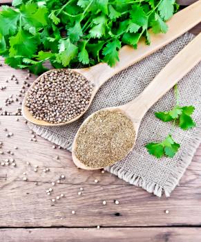Coriander seeds and ground in two spoons on burlap, fresh green cilantro on a wooden board background from above