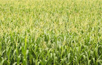 Royalty Free Photo of a Field of Corn