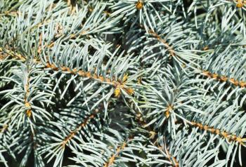 Royalty Free Photo of Spruce Needles