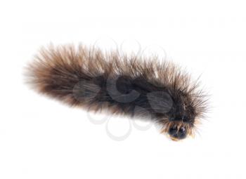 Royalty Free Photo of a Fuzzy Caterpillar