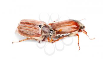 Two May-bug also cockchafe ,tree beetle, (Melontha Vulgaris) isolated on the white background 