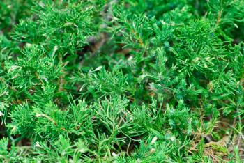 evergreen juniperus  sabina variegata  cossack nature  background